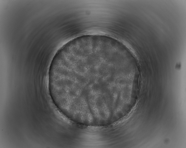 X0000100350840200807031812