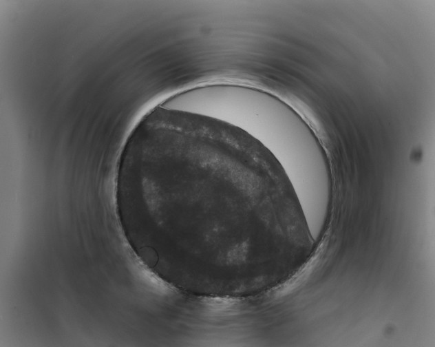 X0000100350854200807031812