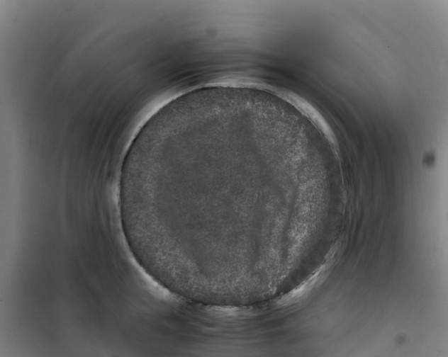 X0000100350855200807031812