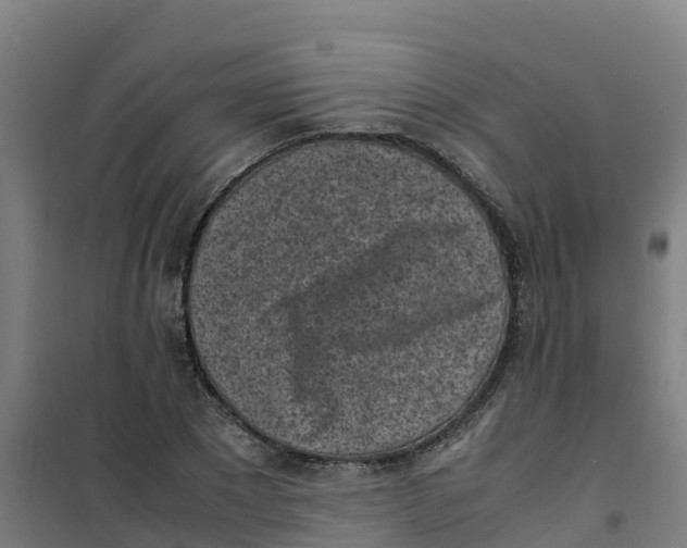 X0000100350881200807031811