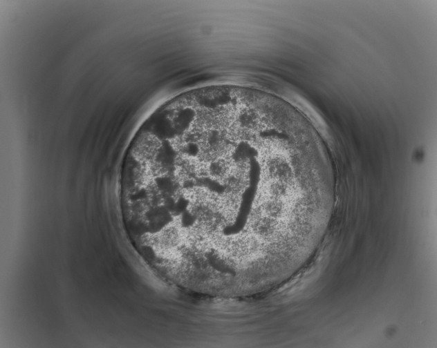 X0000100350907200807031811