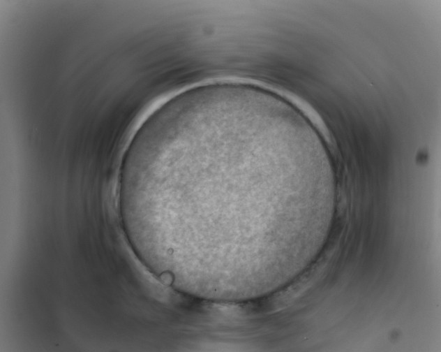 X0000100350911200807031811