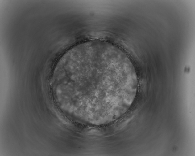 X0000100350913200807031810