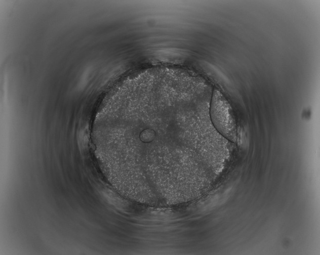 X0000100350915200807031810