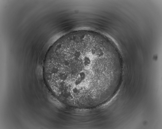 X0000100350921200807031810