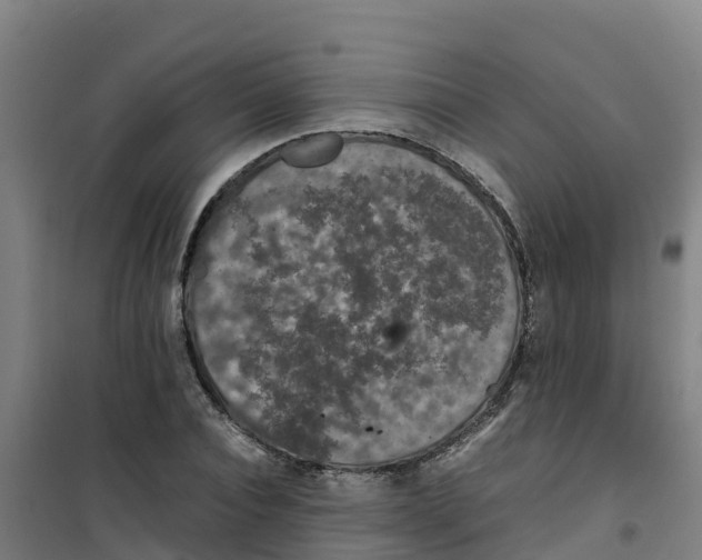 X0000100350928200807031810