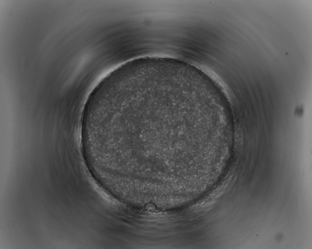 X0000100350935200807031810