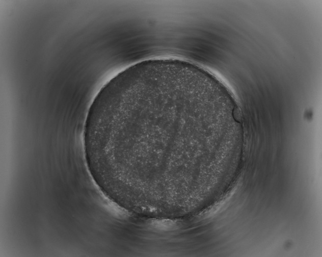 X0000100350943200807031810