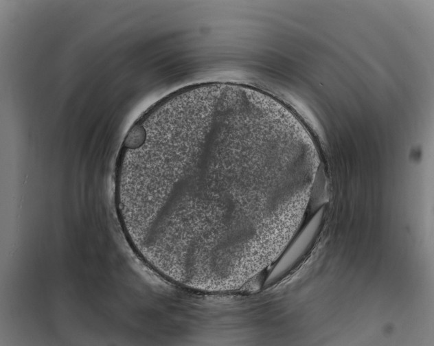 X0000100350944200807031811