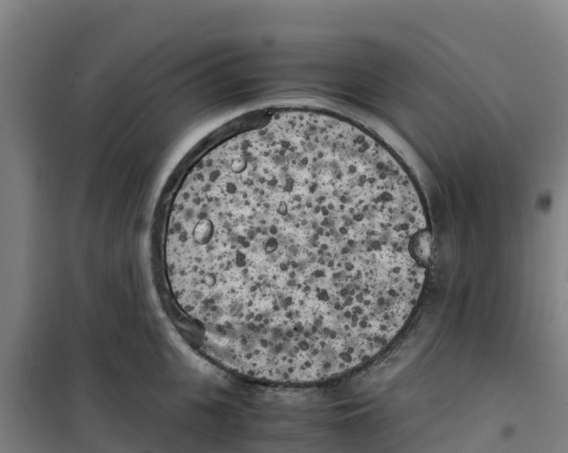 X0000100350951200807031811