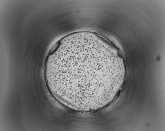 X0000100350952200807031811