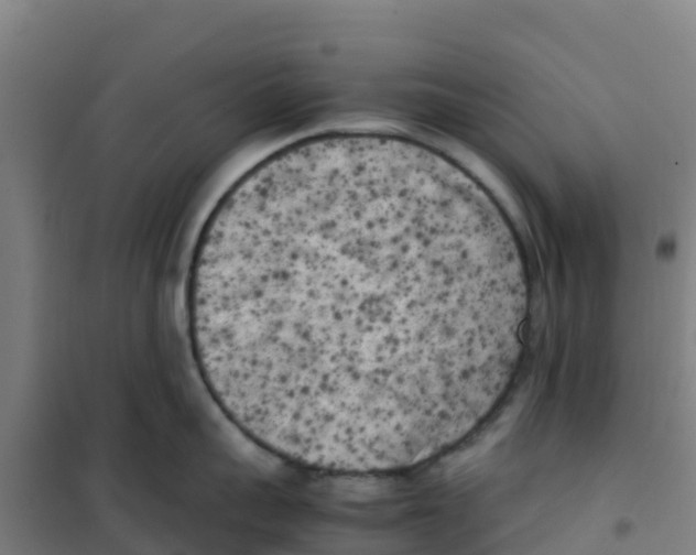 X0000100350959200807031811