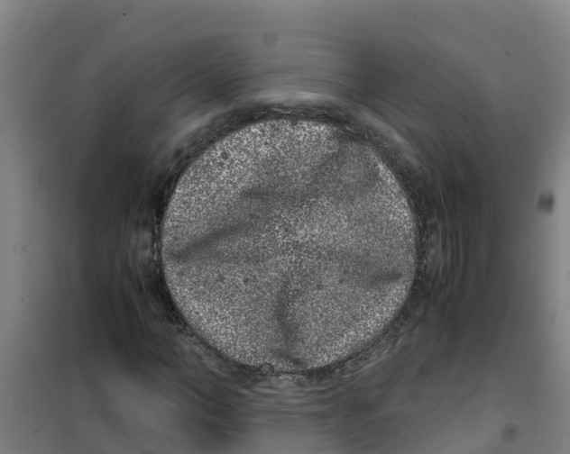 X0000100350966200807031810