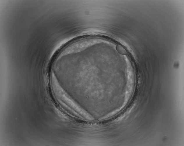 X0000100350973200807031810