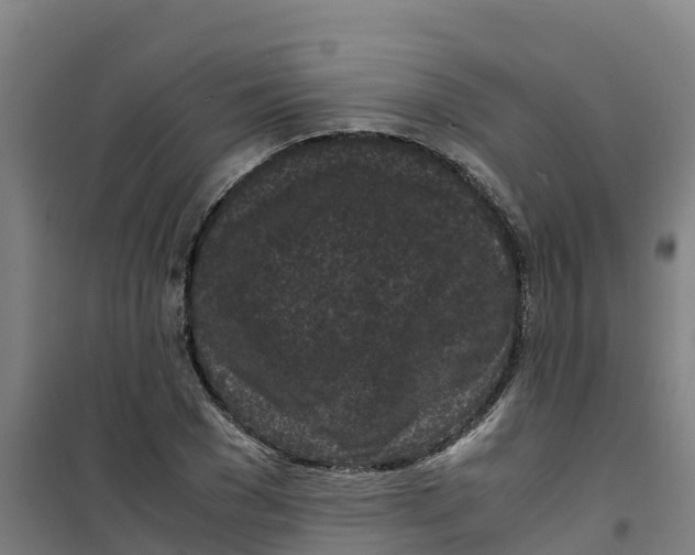 X0000100350977200807031810