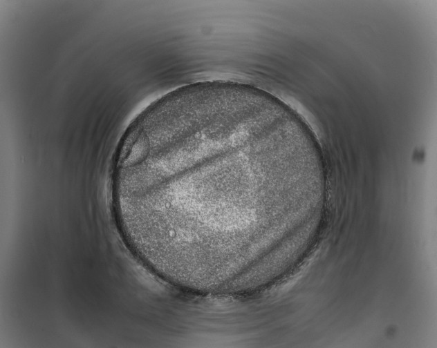 X0000100350983200807031810