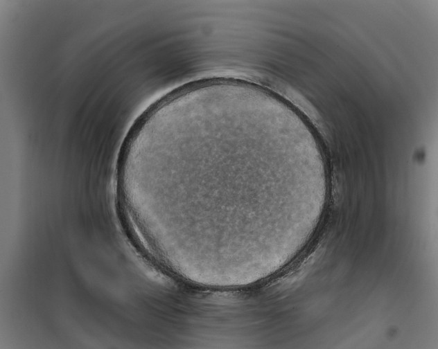 X0000100351028200807031809