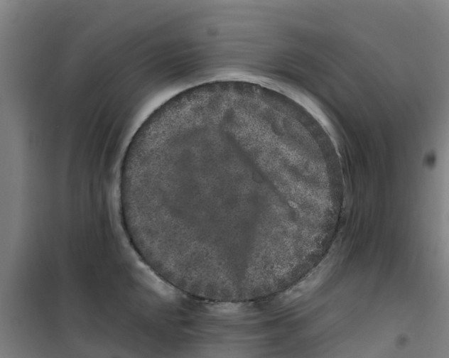 X0000100351048200807031809