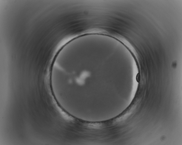 X0000100351053200807031809