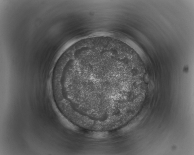 X0000100351055200807031809