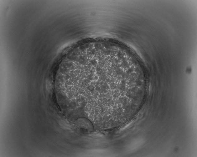 X0000100351063200807031808