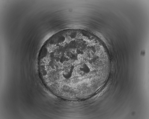 X0000100351071200807031808