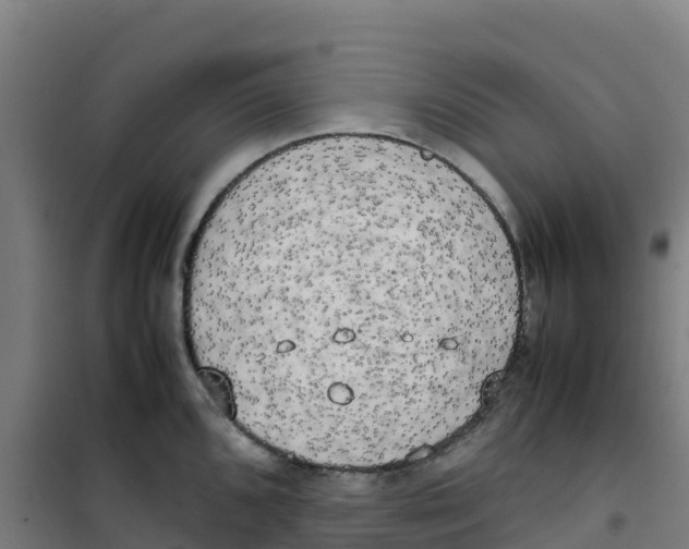 X0000100351096200807031808