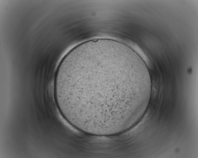 X0000100351100200807031808