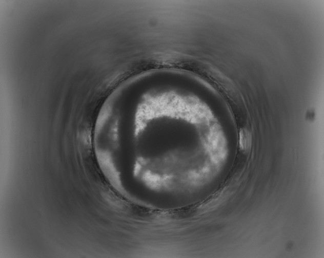 X0000100351155200807031807