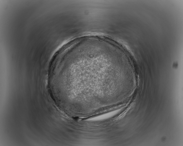 X0000100351165200807031807