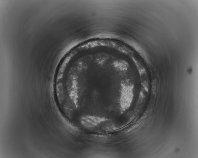 X0000100351229200807031806