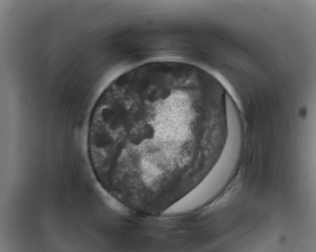 X0000100351245200807031806