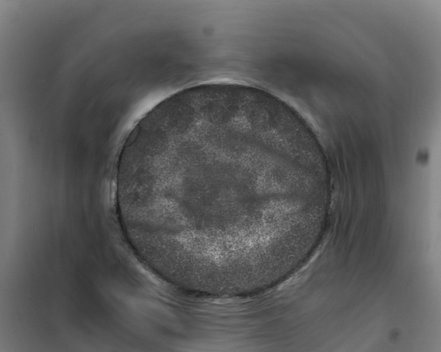 X0000100351367200807031804