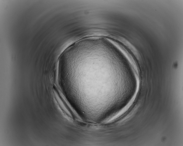 X0000100351385200807031803