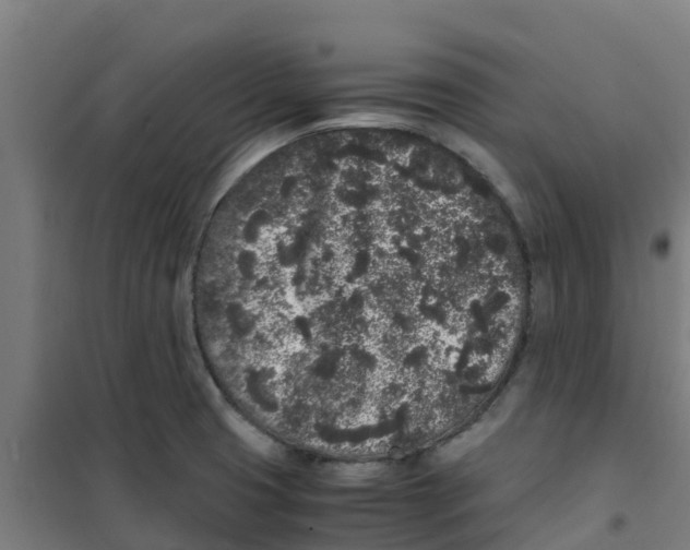 X0000100351425200807031803