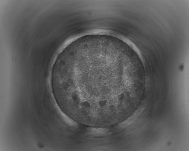 X0000100351429200807031803