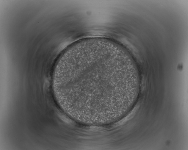 X0000100351449200807031802