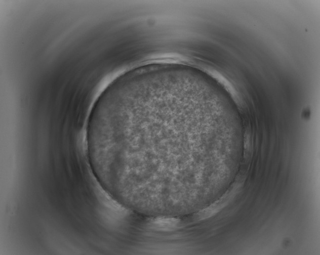 X0000100351466200807031802