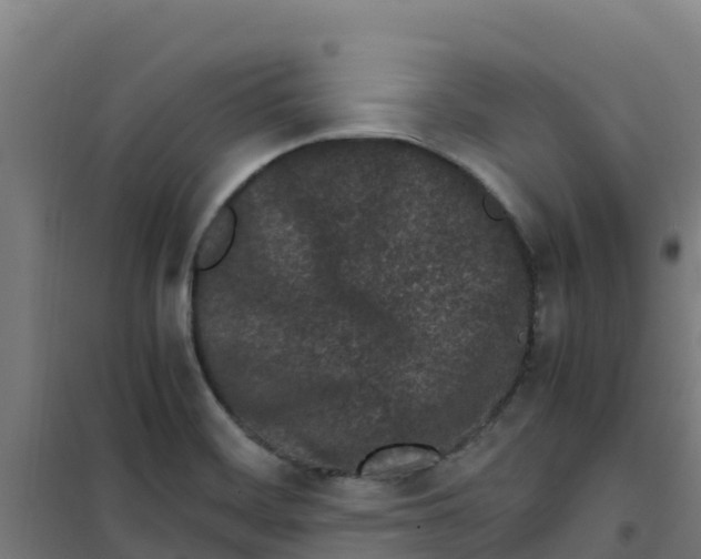 X0000100351468200807031802