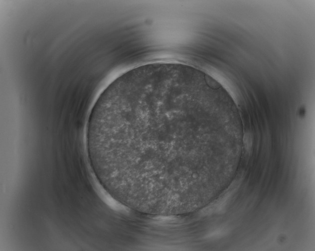 X0000100351482200807031802