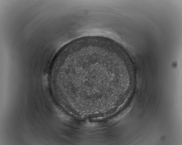 X0000100351497200807031801