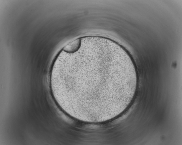 X0000100351517200807031802