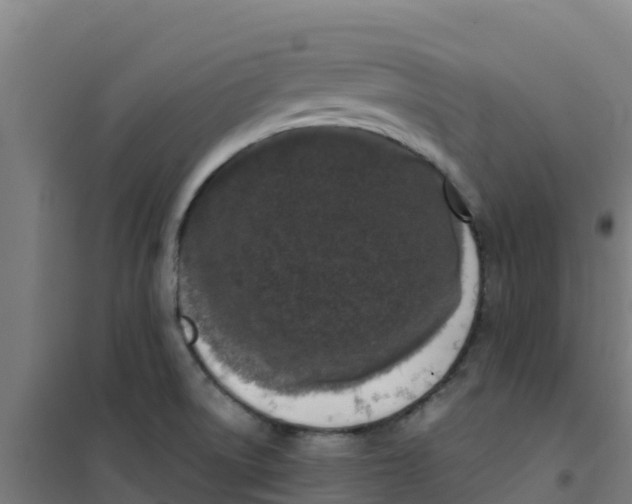 X0000100351522200807031802