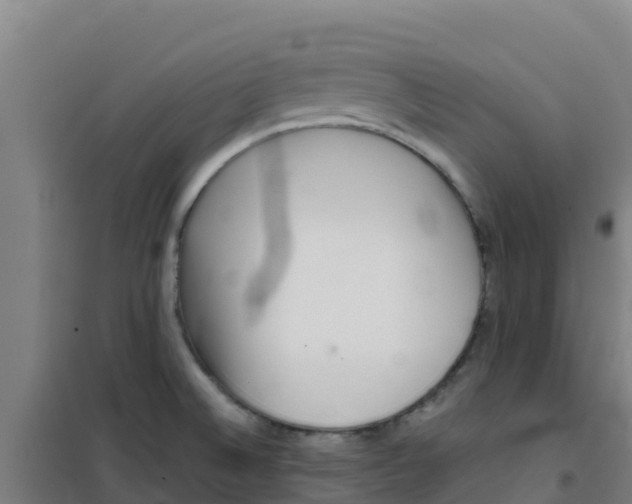 X0000100351524200807031802