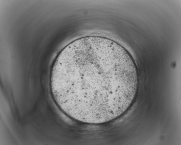 X0000100351525200807031802