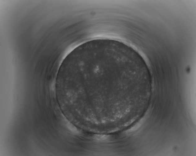 X0000100351529200807031802