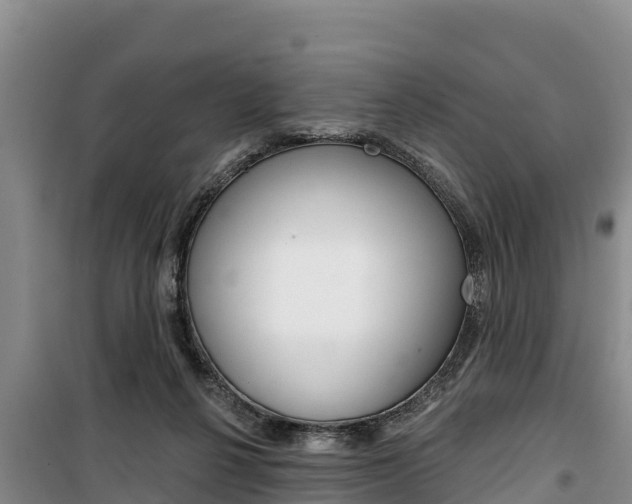 X0000100360264200806060829