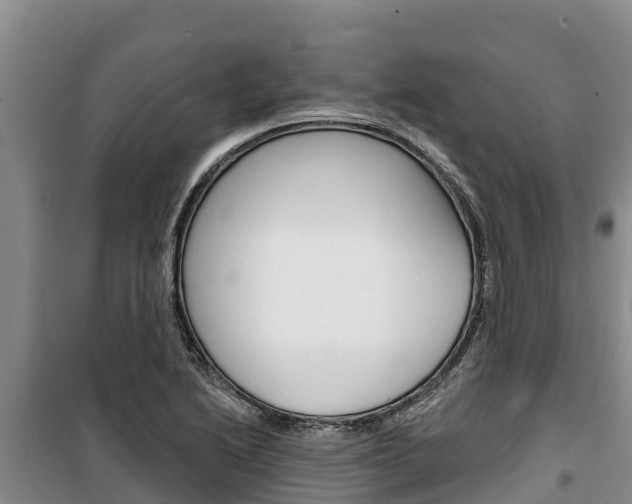X0000100361222200806060815