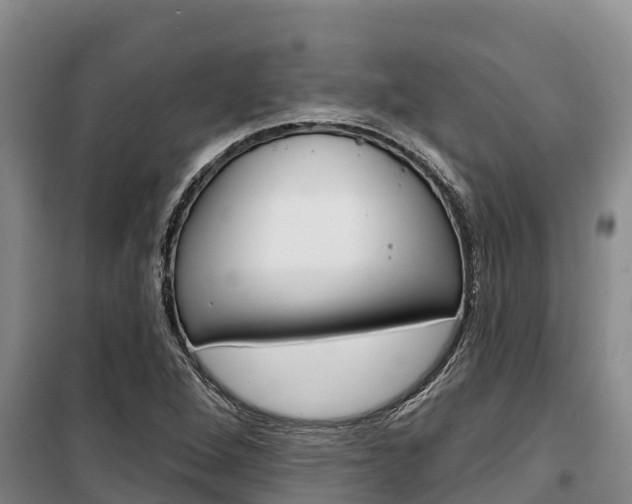 X0000100361264200806060815