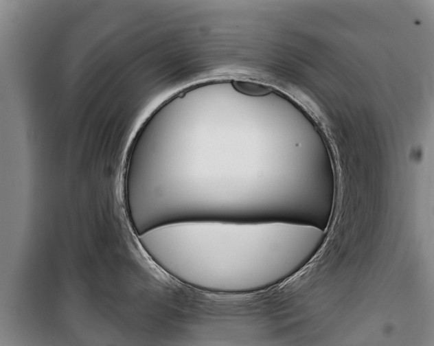 X0000100361296200806060814